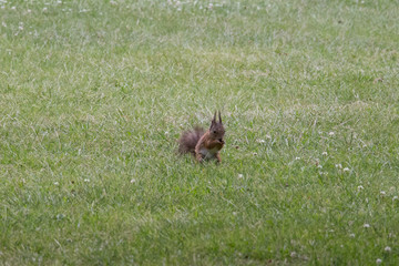 The view of a red fluffy squirrel on green grass.