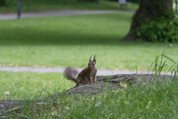 The view of a red fluffy squirrel on a rock in park.