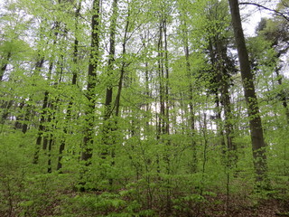 Obraz premium Im Wald