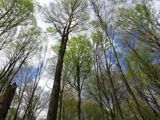 Im Wald