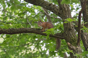 The view of a red fluffy squirrel on a tree trunk.