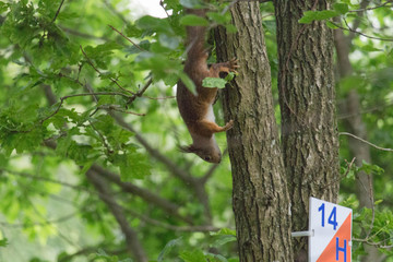 The view of a red fluffy squirrel on a tree trunk.