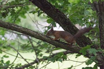 The view of a red fluffy squirrel on a tree trunk.