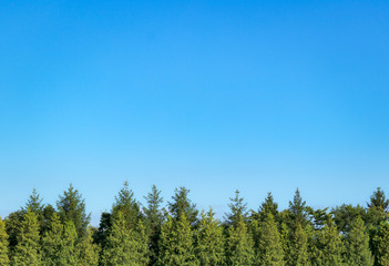 木　空　素材
