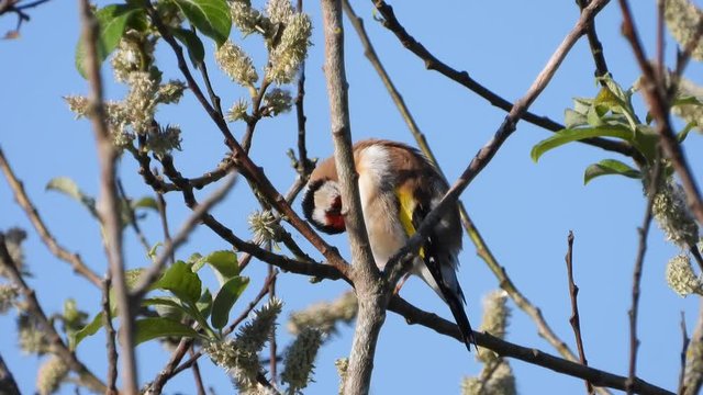 Stieglitz&nbsp;(Carduelis carduelis)