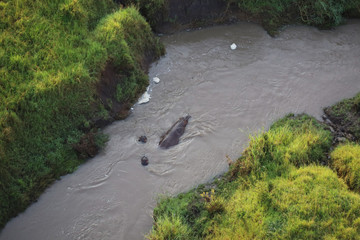Aerial View of Hippos in River in Kenya, Africa