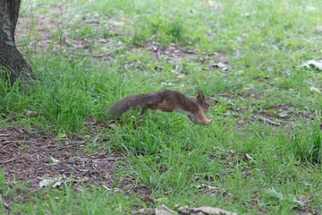 The view of a red fluffy squirrel run away in park.