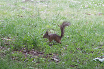 The view of a red fluffy squirrel on green grass.