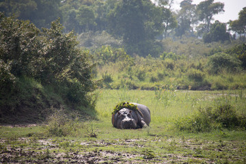 Hippo with Lilypad Crown Lying in Field
