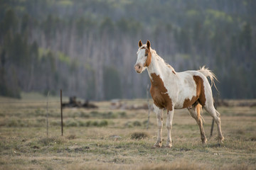Wild Horse in eastern Arizona.