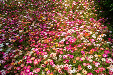 beautiful flower background on the garden