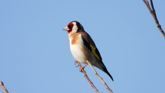 Stieglitz&nbsp;(Carduelis carduelis)