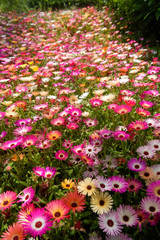 Fototapeta premium beautiful flower background on the garden