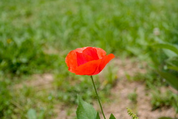 a beautiful red poppy flower
