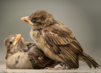 Two humorous backyard birds looking at each other.
