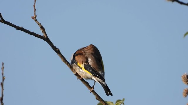 Stieglitz&nbsp;(Carduelis carduelis)