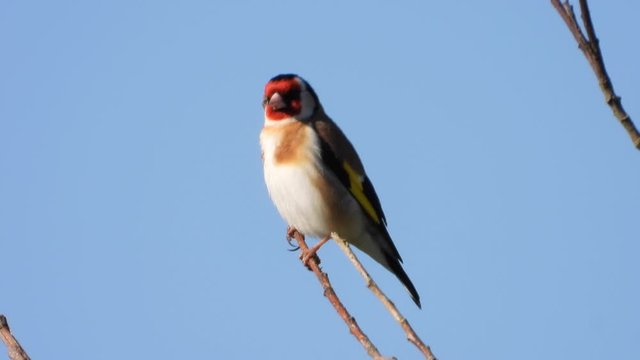 Stieglitz&nbsp;(Carduelis carduelis)