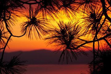 Close-up of pine needles at sunset