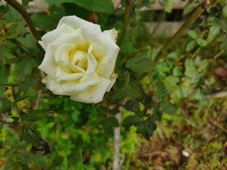 yellow rose in garden