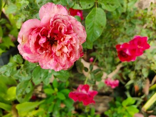 pink roses in garden