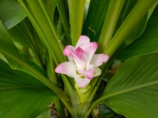 pink frangipani flower