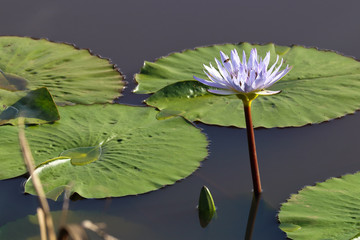 Cape Waterlily And Lily Pads On Pond (Nymphaea nouchali), George, South Africa