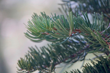 Close up of pine needles on a pine tree