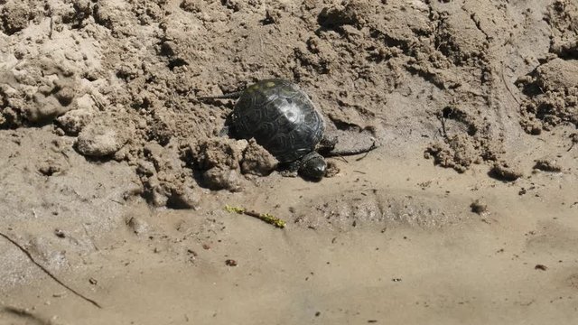 Turtle Crawling on Sand to Water and Dives into the River.. Slow Motion