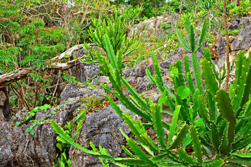 Green plant thorny cactus