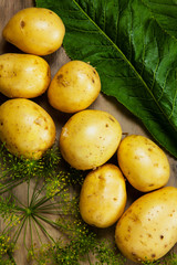 Potatoes, dill and horseradish leaf, fresh vegetables on the grey wood textured background.
