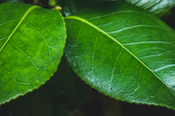 葉のクローズアップ
