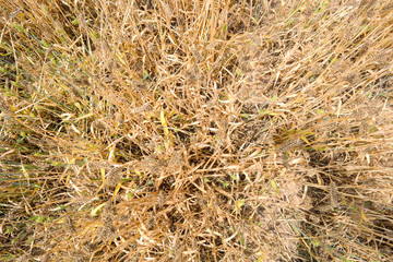 yellow crop on the farm