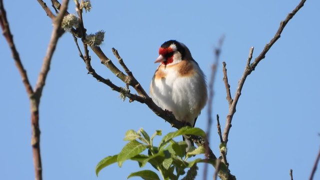 Stieglitz&nbsp;(Carduelis carduelis)