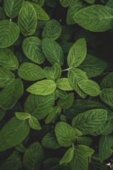 Textured green plant leaves overlapping one another.