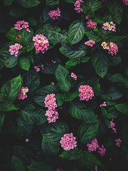 Green plant leaves showing texture with pink blooms throughout.