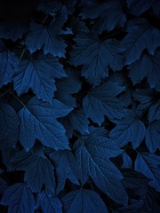 Deep blue tones on wild plant leaves with texture