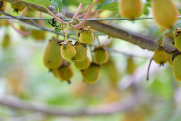 Young fruits of kiwi, on the branch