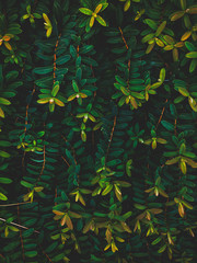 Green symmetric plant petals in the spring