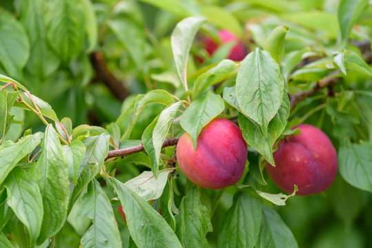 Fruit of a Japanese plum tree, on the branch