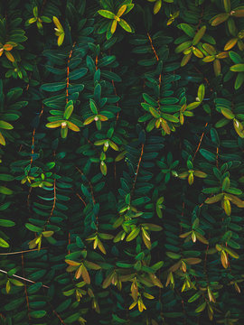 Fototapeta Green symmetric plant petals in the spring