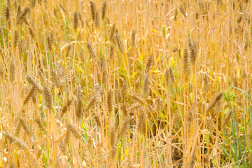 yellow crop on the farm