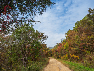 Fototapeta na wymiar Autumn forest landscape, dirt road, blue cloudy sky in autumn day