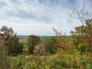Forest landscape. Tall grass, shrubs and trees across cloudy skies