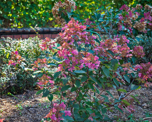 Blooming bush with small pink flowers on a flower bed of a botanical garden on an autumn day