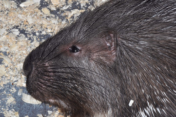 Porcupine (Latin. Hystrix) genus of rodents