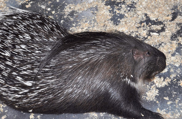 Porcupine (Latin. Hystrix) genus of rodents