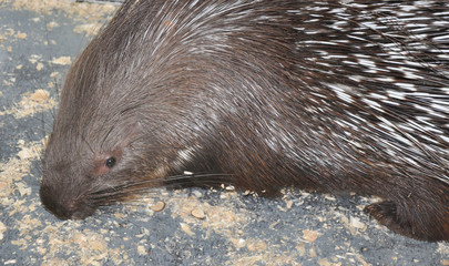 Porcupine (Latin. Hystrix) genus of rodents
