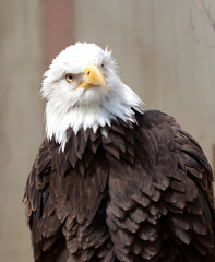 Bird of Prey
