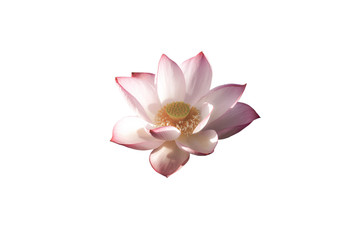 Obraz na płótnie Canvas Pink Lotus flower isolated on white background.