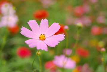 Obraz premium 秋桜